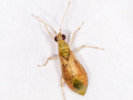 Dicyphus pallicornis